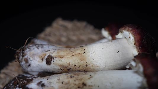 昂贵食材松茸鲜蘑菇视频的预览图