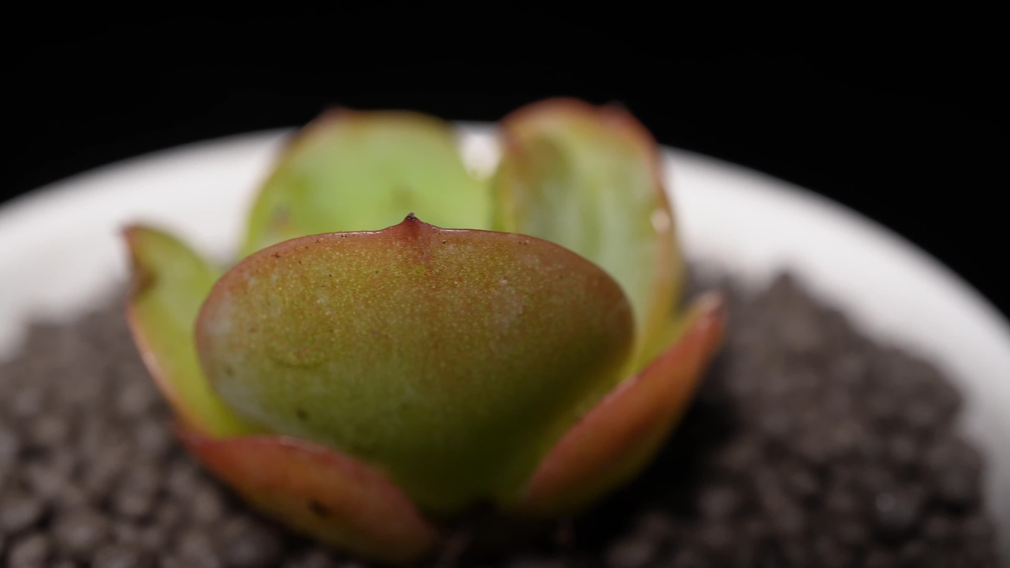 碧桃多肉植物盆栽绿植视频的预览图