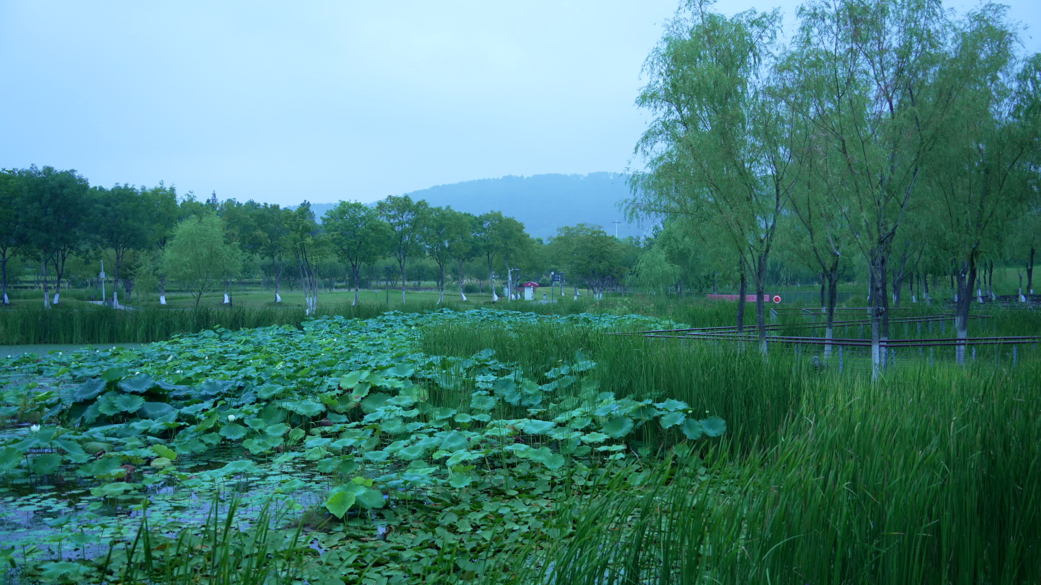 武汉光谷西苑花园风景视频的预览图