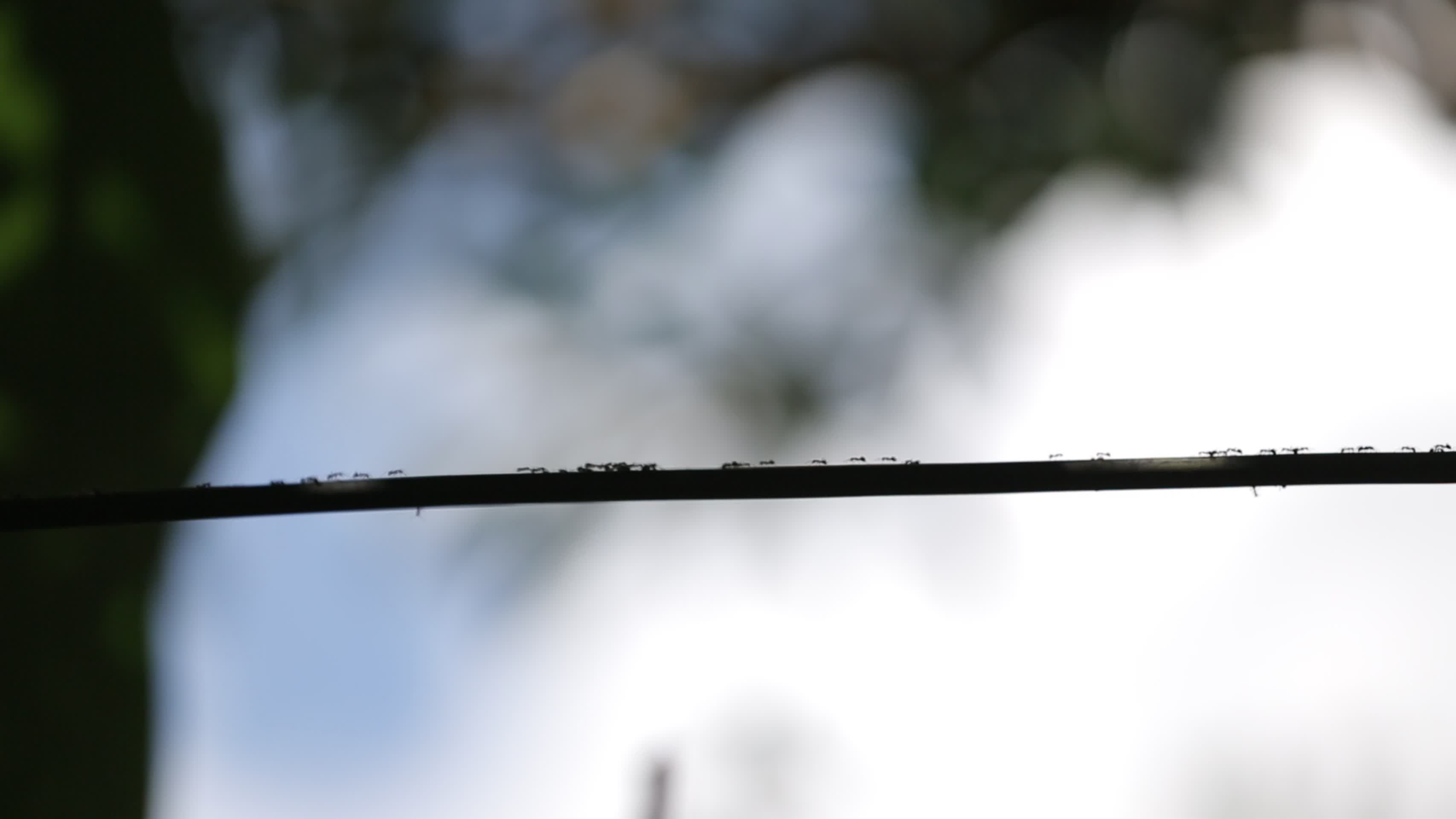 电线上爬行的蚂蚁群视频的预览图
