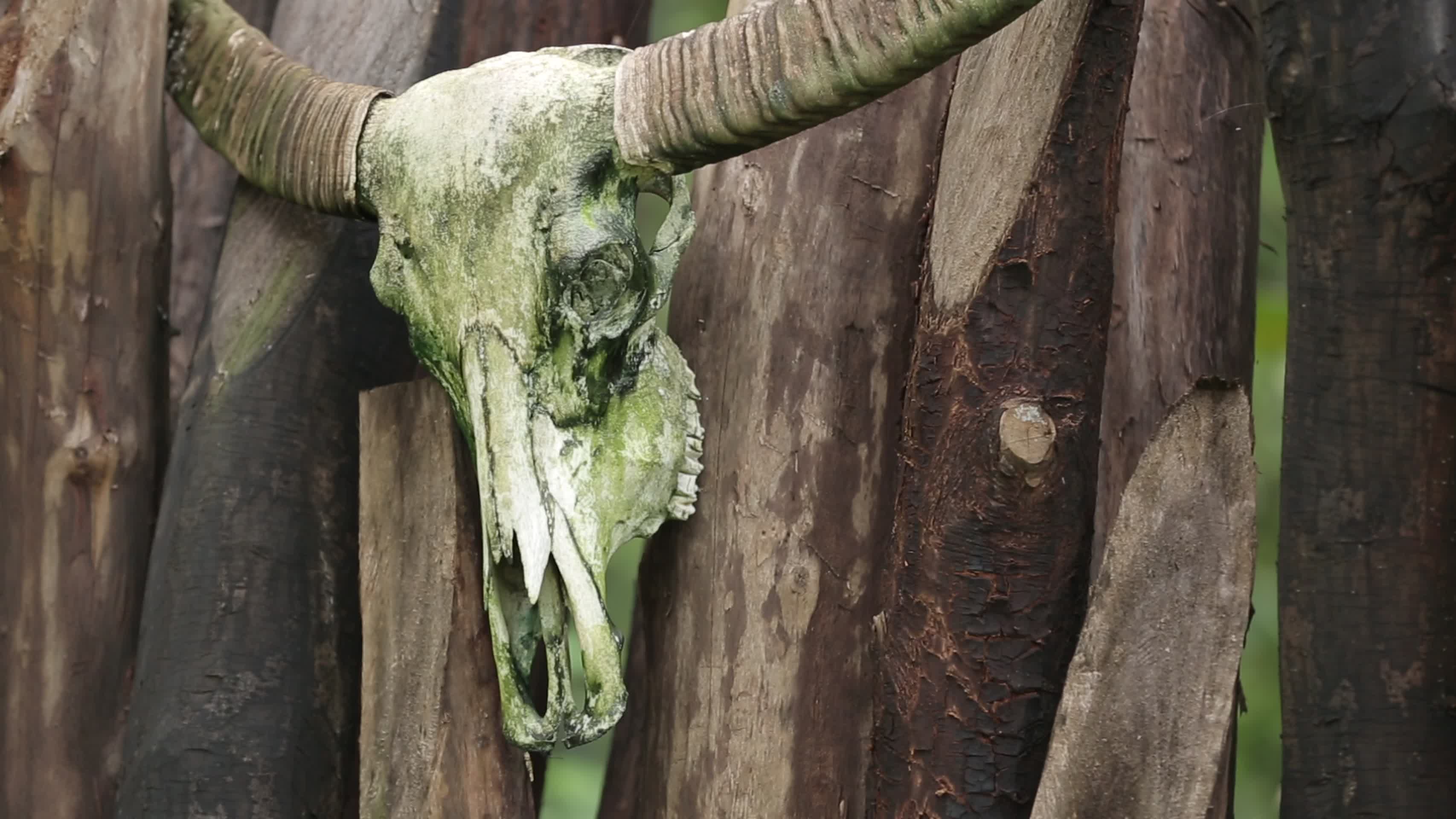 翁丁原始部落牛头骨头图腾特写视频的预览图