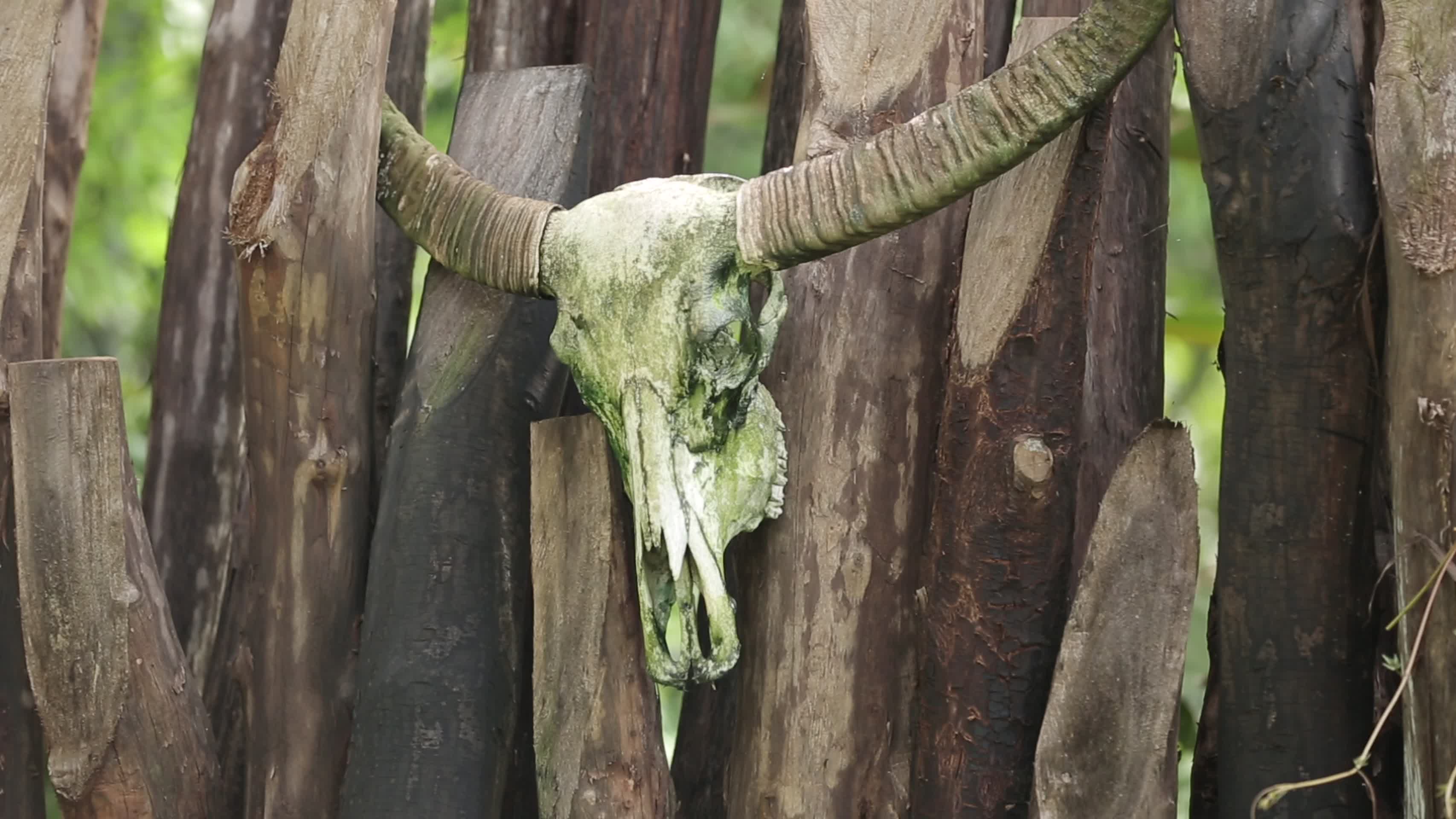 翁丁原始部落牛头骨头图腾视频的预览图