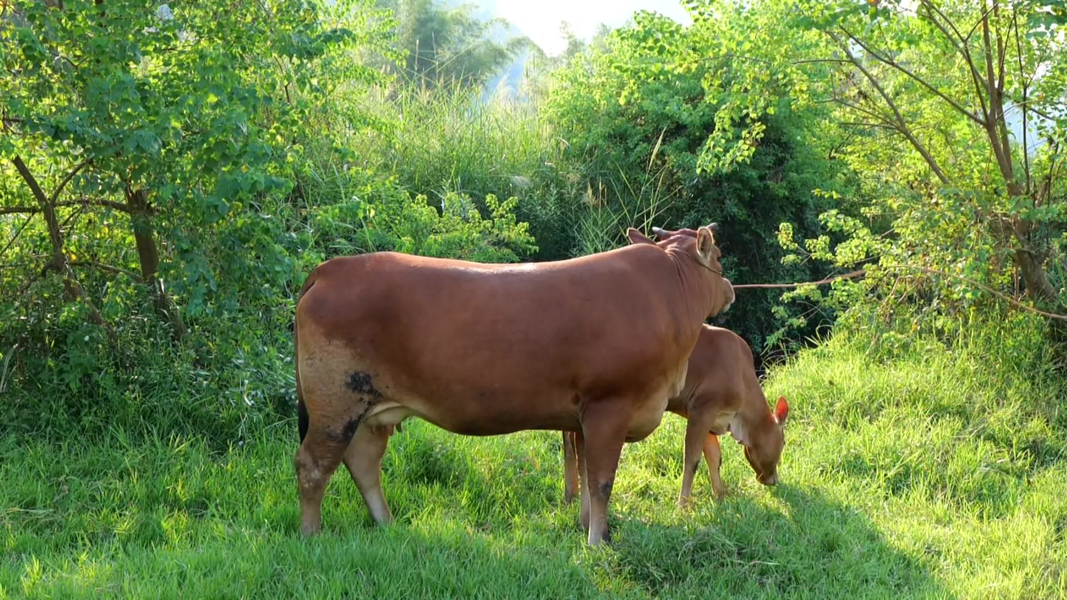 实拍生态黄牛吃草视频的预览图