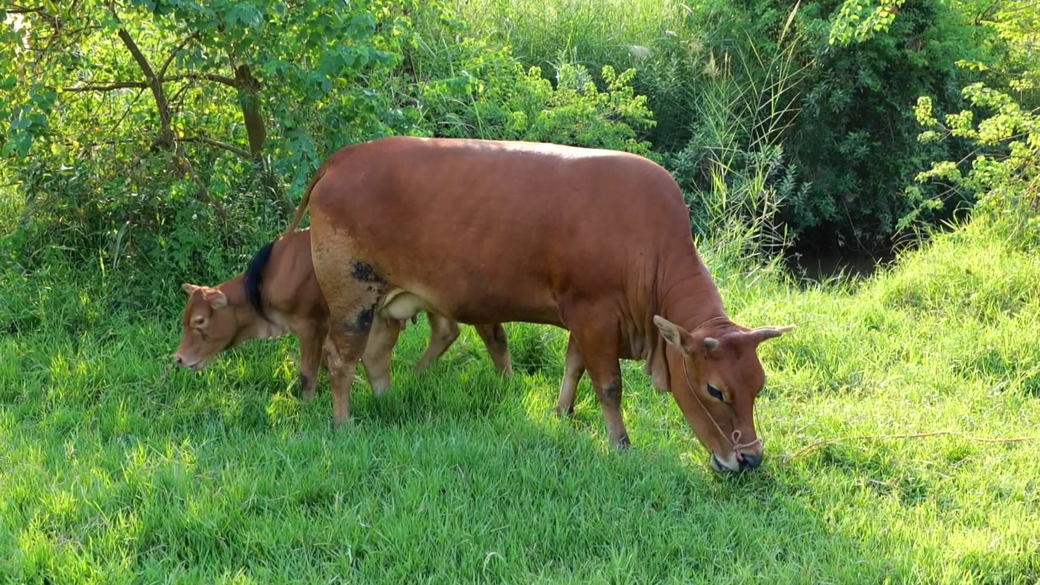 实拍生态黄牛小牛吃草视频的预览图