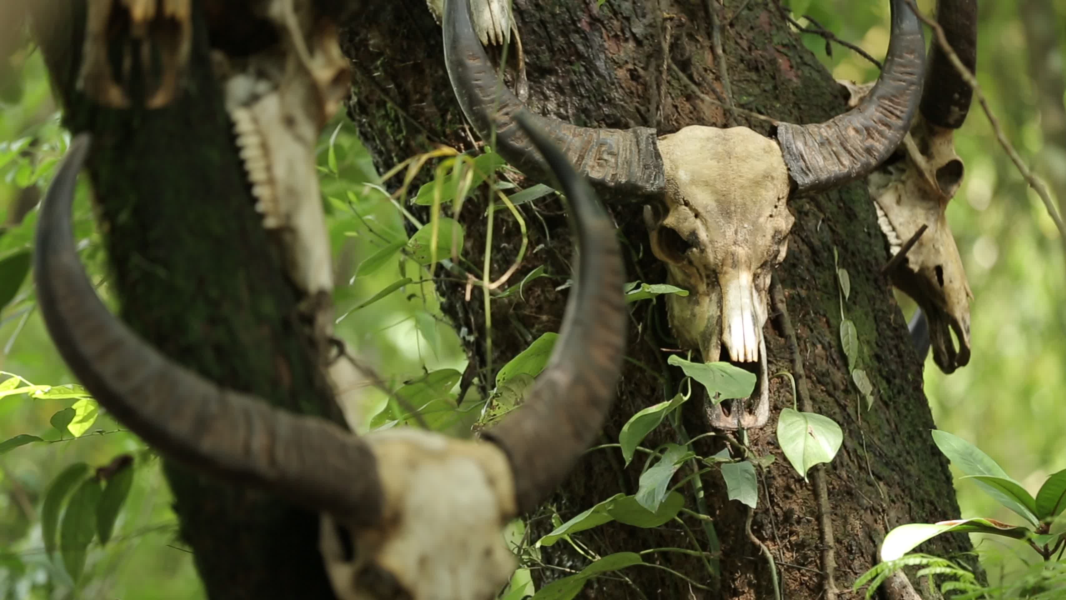 翁丁原始部落牛头骨头图腾视频的预览图