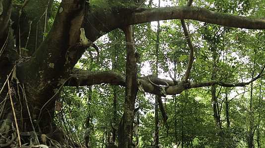 森林中大榕树视频的预览图