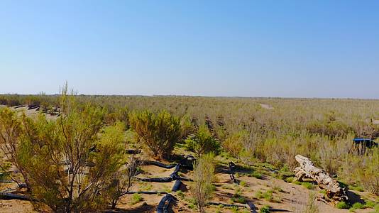 甘肃武威民勤县丹吉林沙漠梭梭林4K航拍视频的预览图