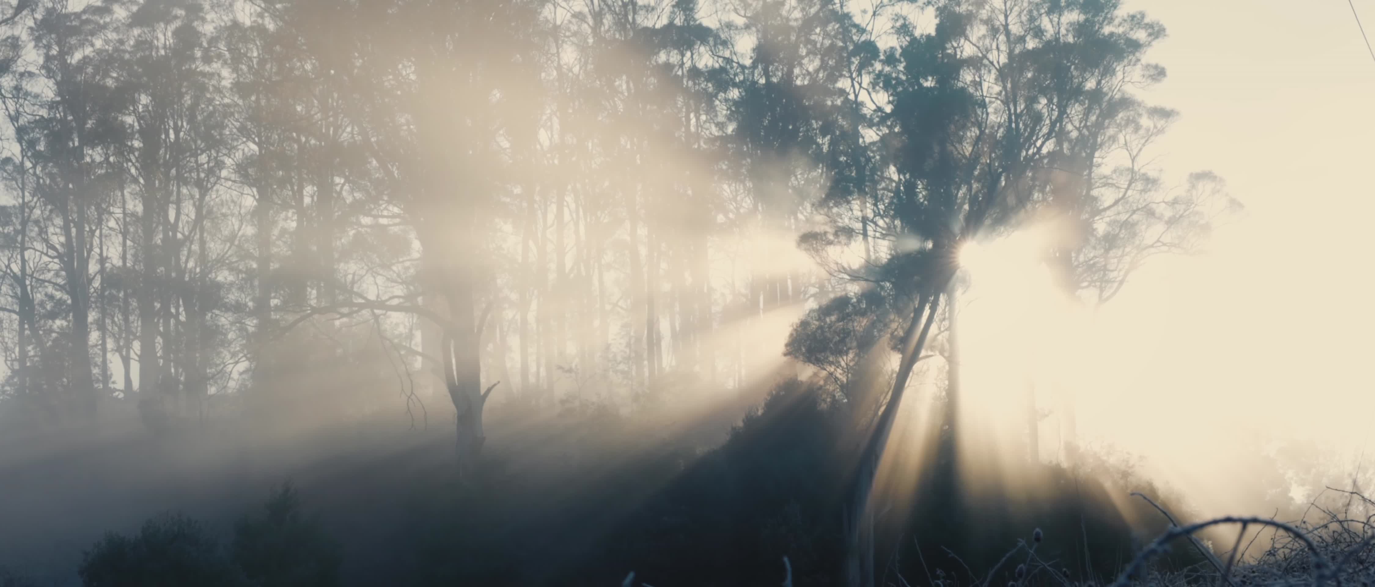 清晨森林水雾丁达尔光线视频的预览图
