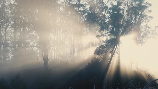 清晨森林水雾丁达尔光线视频的预览图