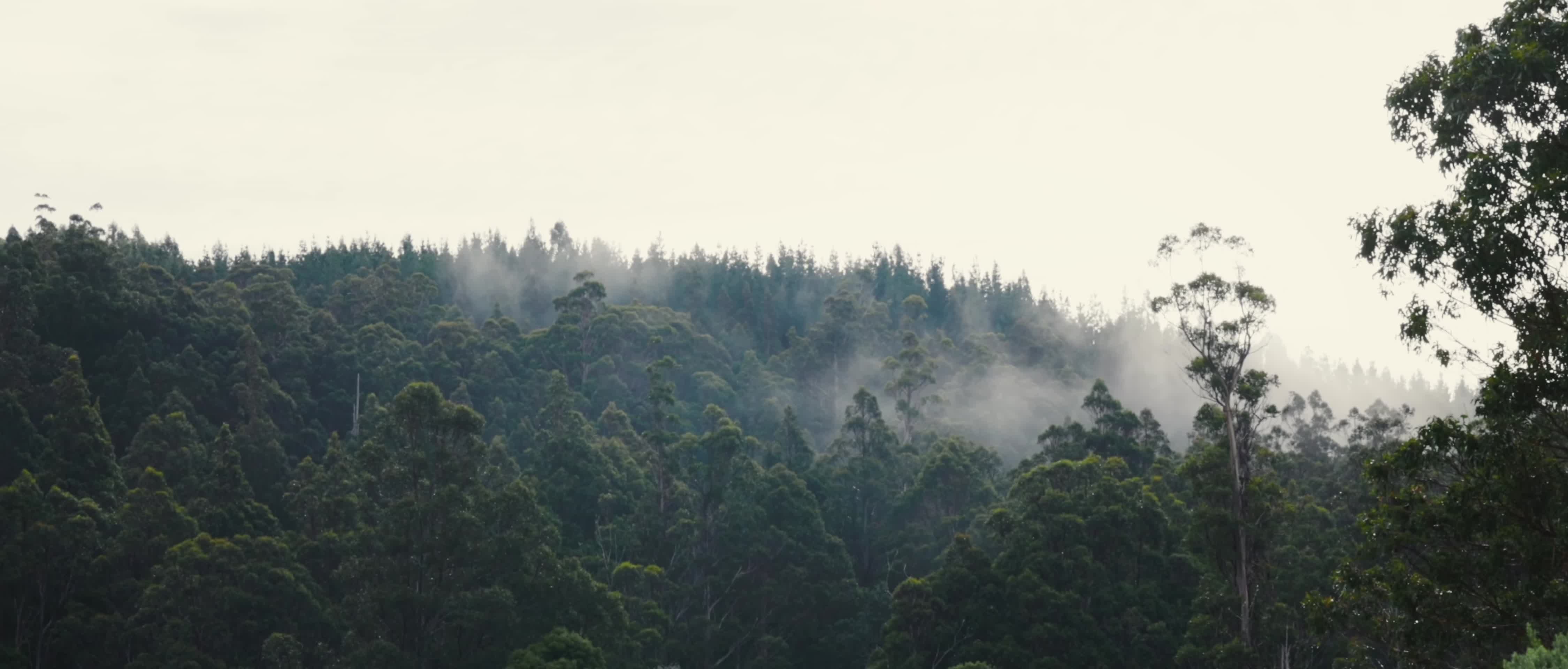 夏季清晨森林云雾升腾影视级视觉视频的预览图