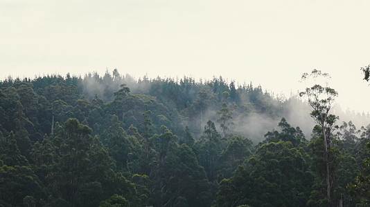 夏季清晨森林云雾升腾影视级视觉视频的预览图