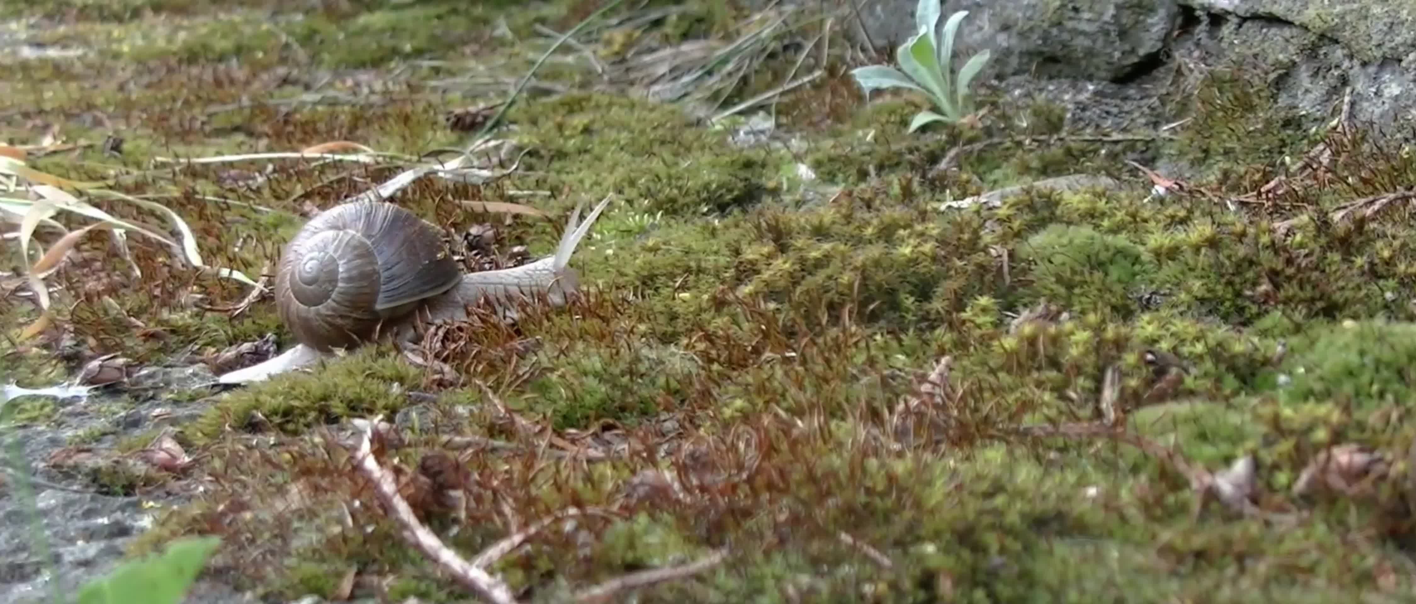 草地上爬行的蜗牛视频的预览图