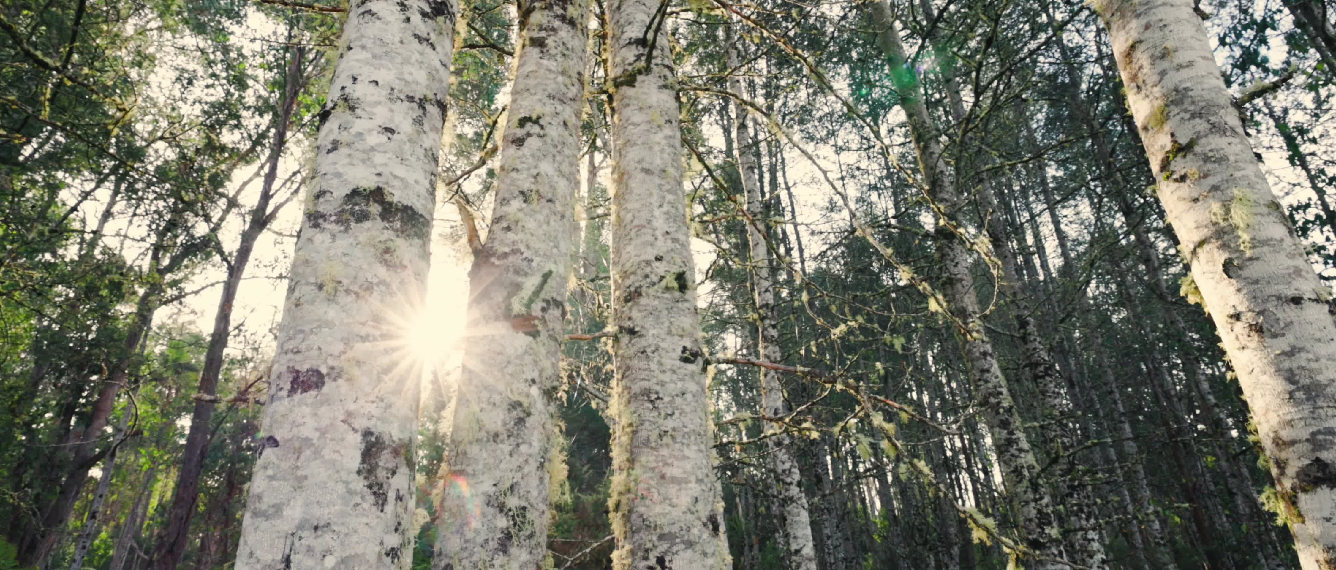 夏季森林逆光唯美视频的预览图