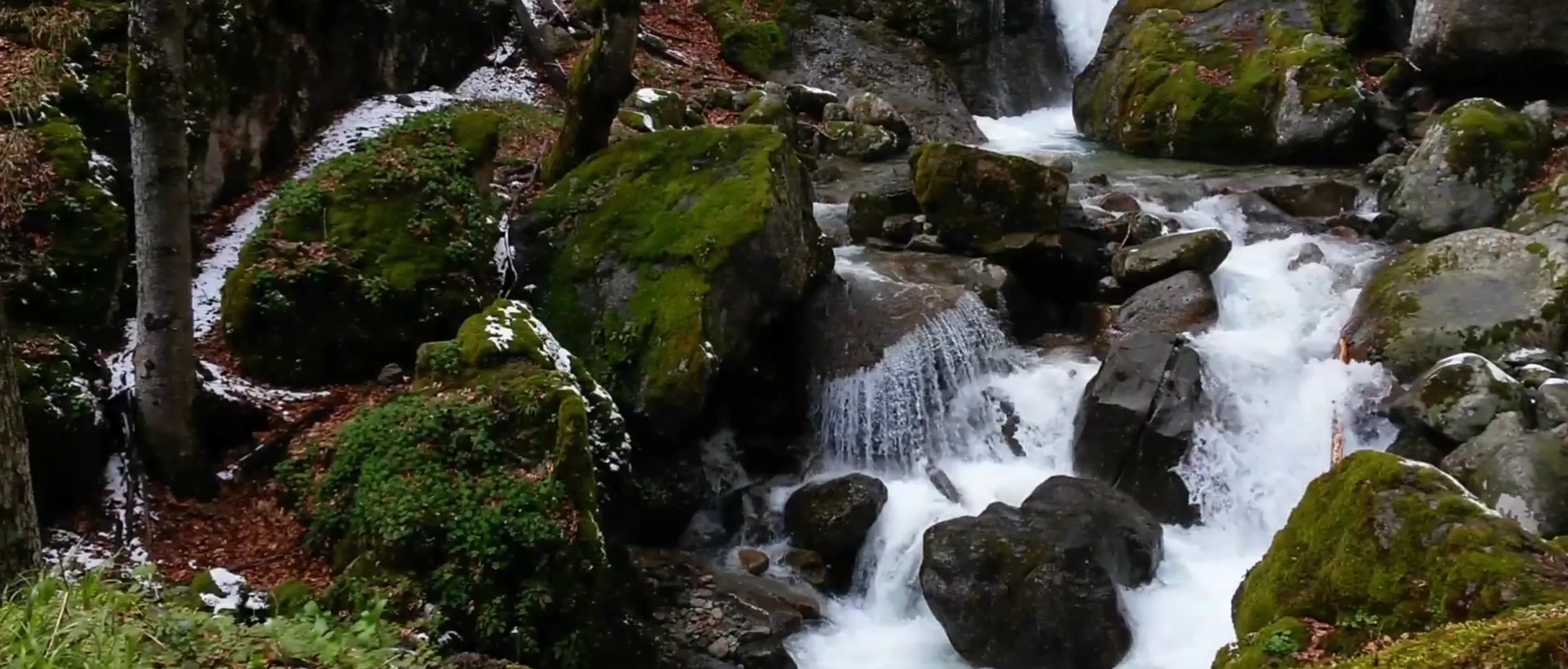 秋季森林溪水流淌视频的预览图