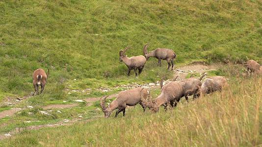 山区羊群放牧吃草觅食视频的预览图