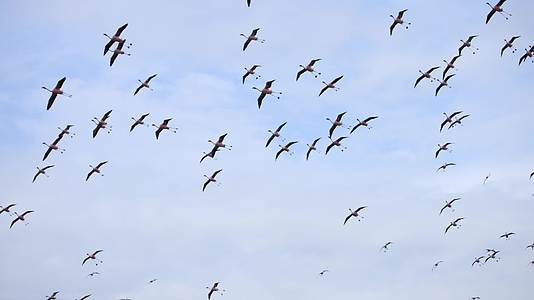 成群的火烈鸟迁徙觅食视频的预览图