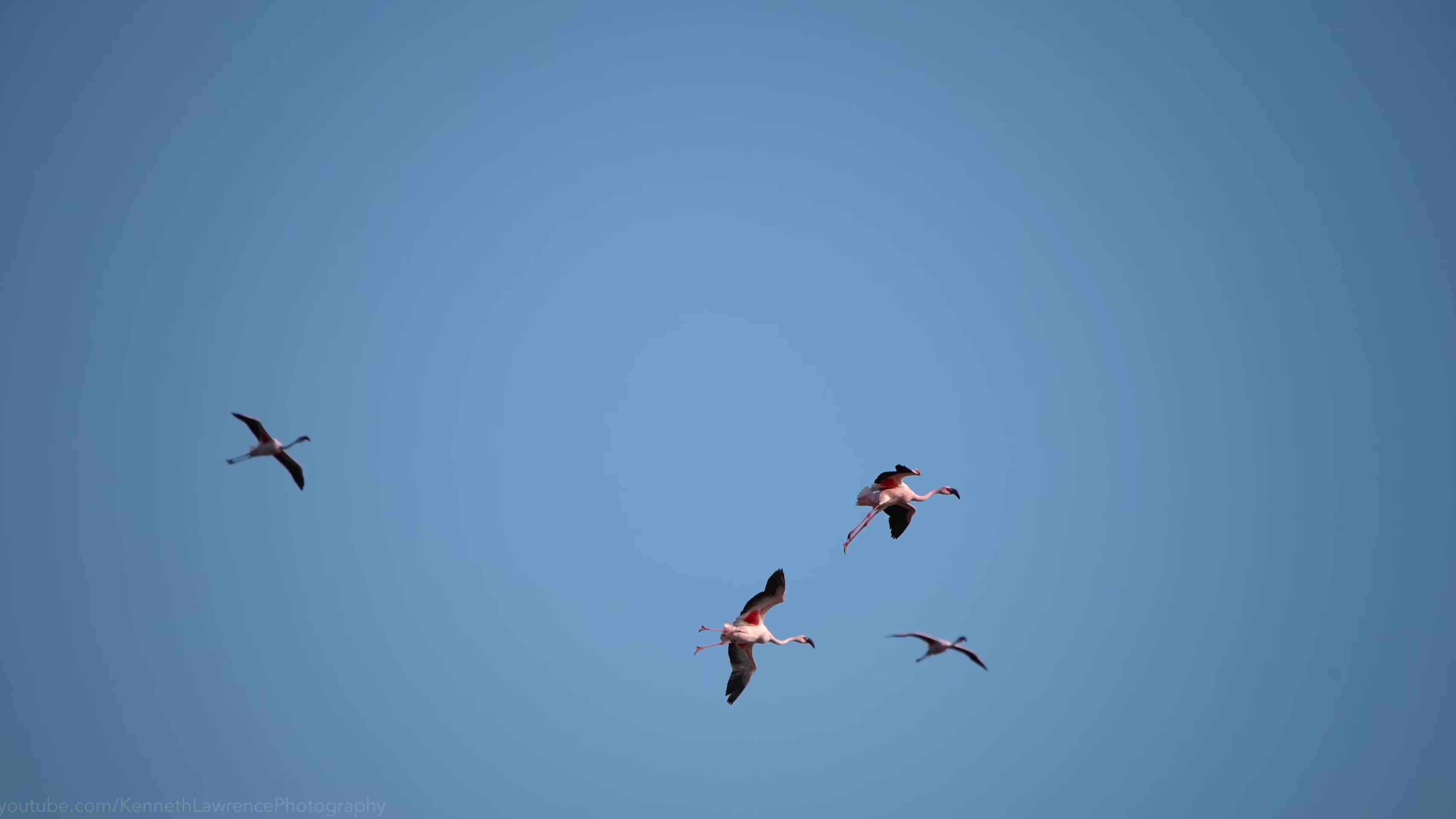 成群的火烈鸟迁徙觅食视频的预览图