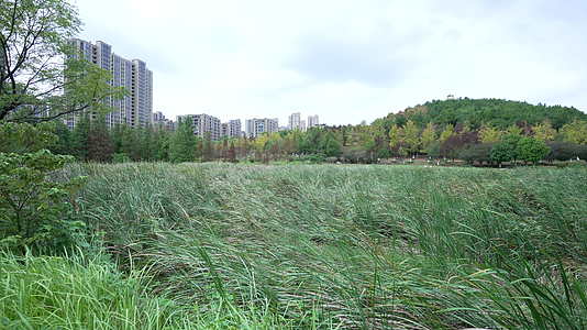 武汉江夏藏龙岛国家湿地公园风景视频的预览图