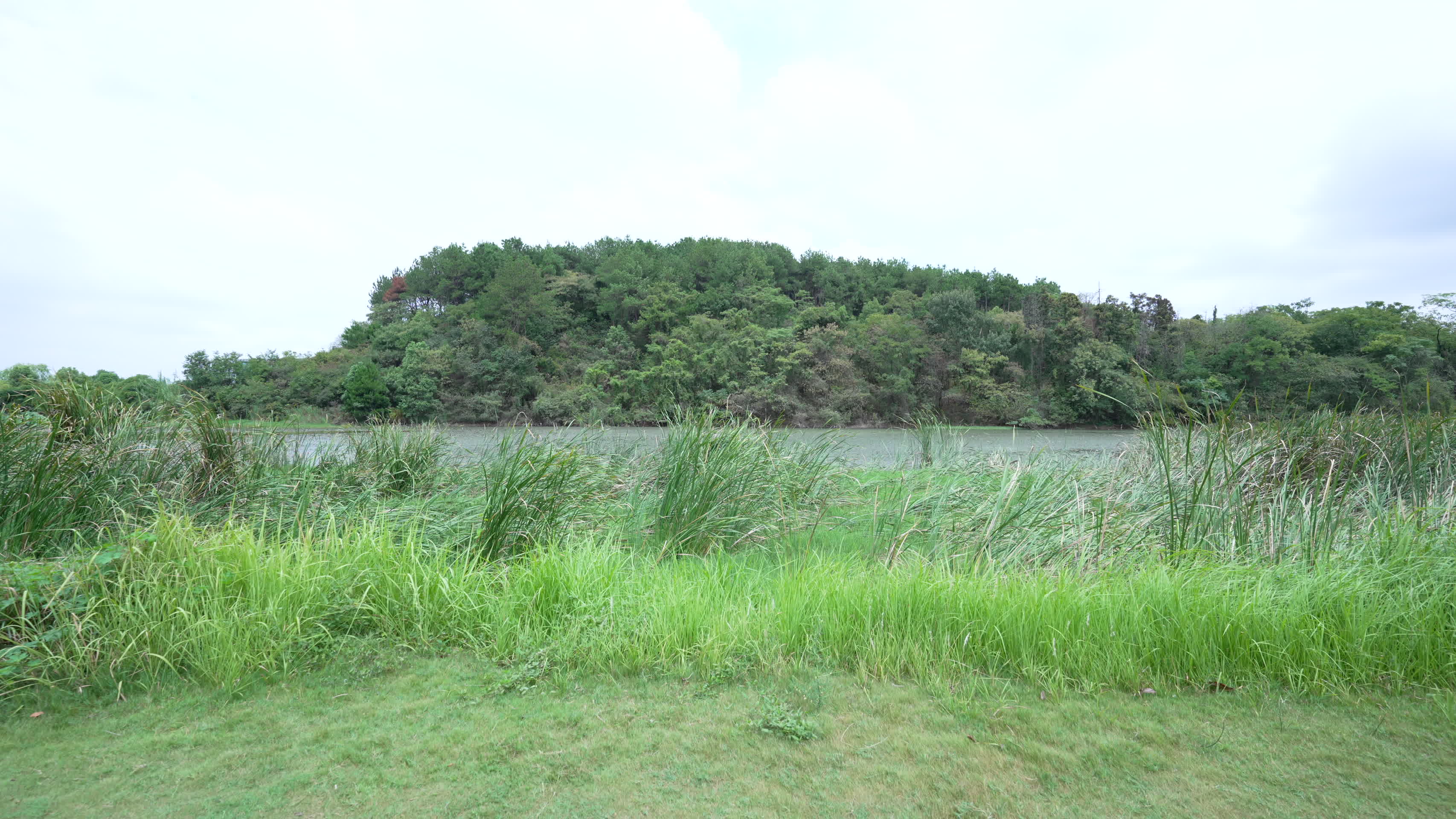 武汉江夏藏龙岛国家湿地公园风景视频的预览图