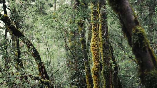 夏季雨季森林植物苔藓潮湿视频的预览图