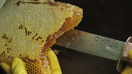 采蜂人深山老林采集野生蜂蜜视频的预览图
