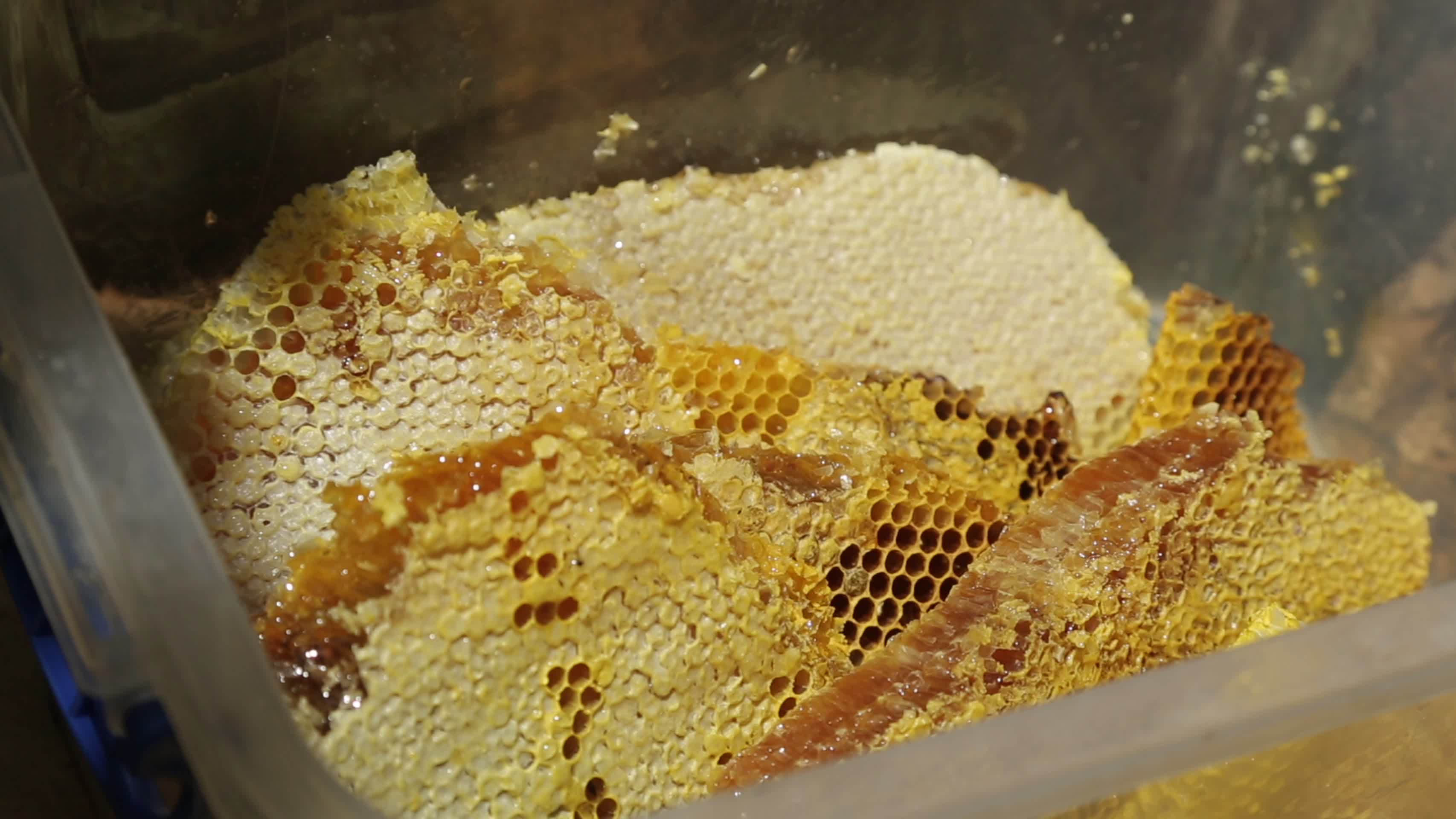 森林野生蜂箱蜂蜜蜂巢视频的预览图