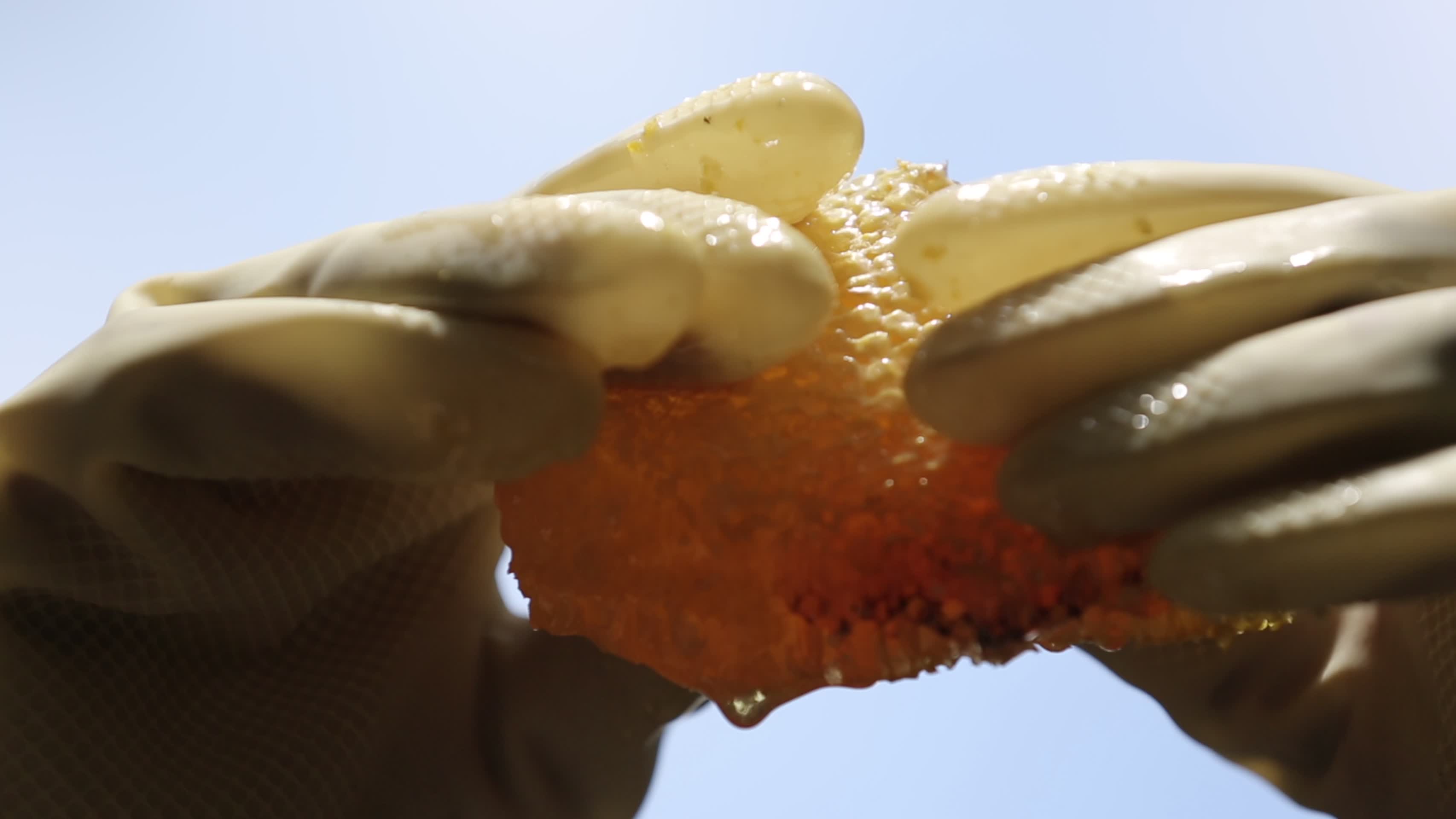 野生蜂蜜蜂巢唯美特写视频的预览图