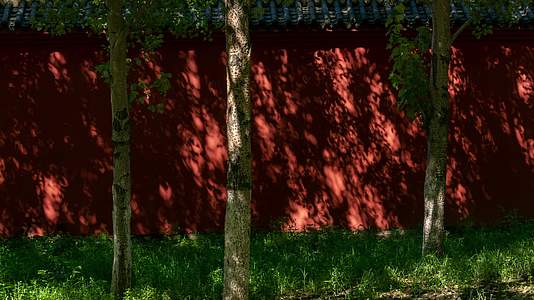 红墙树影斑驳视频的预览图
