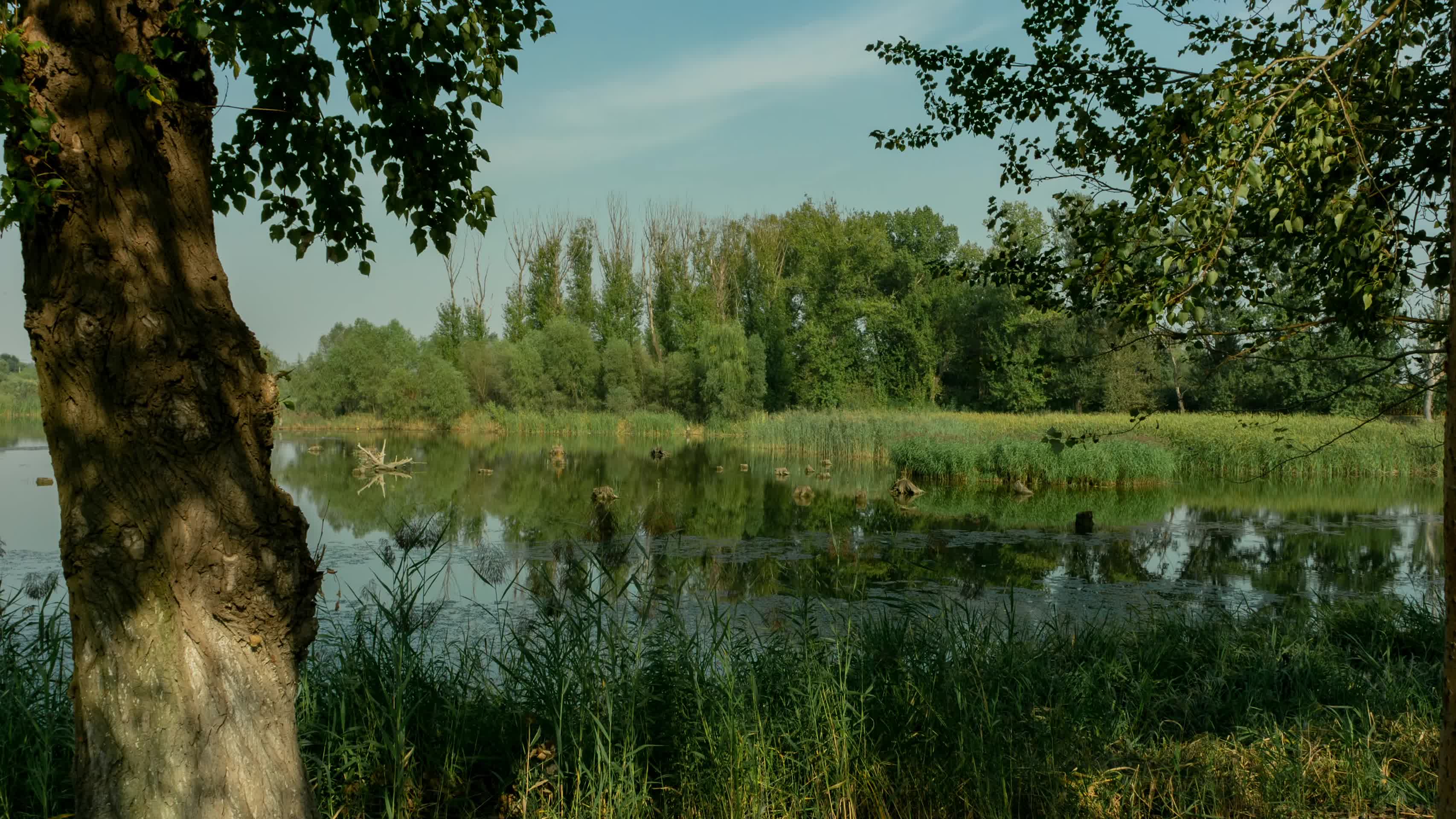 蒲河湿地河边芦苇枯木树木苍鹭油画色彩视频的预览图