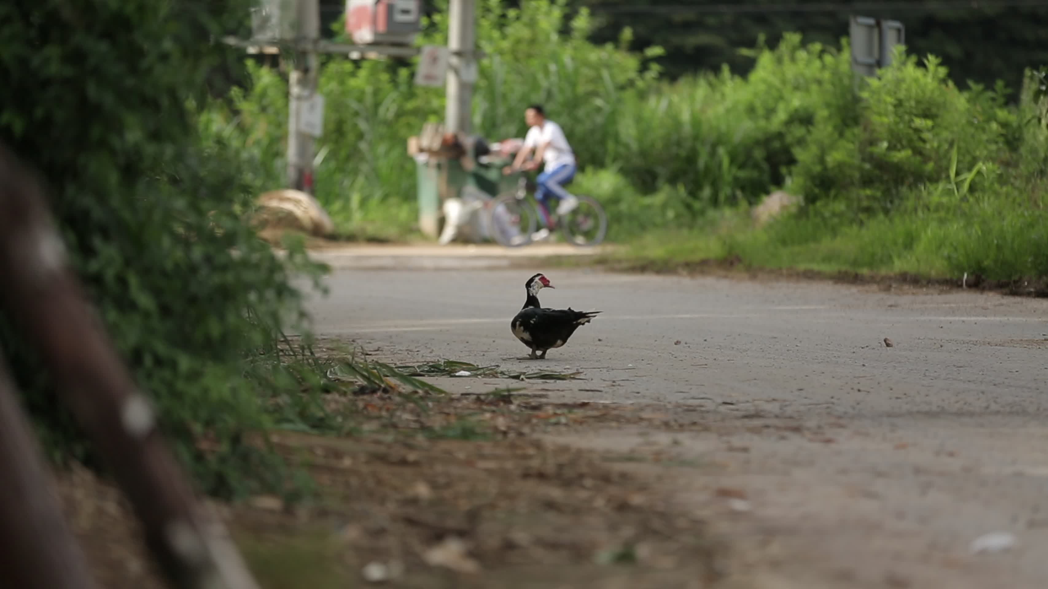 农村安逸生活鸡鸭家禽视频的预览图