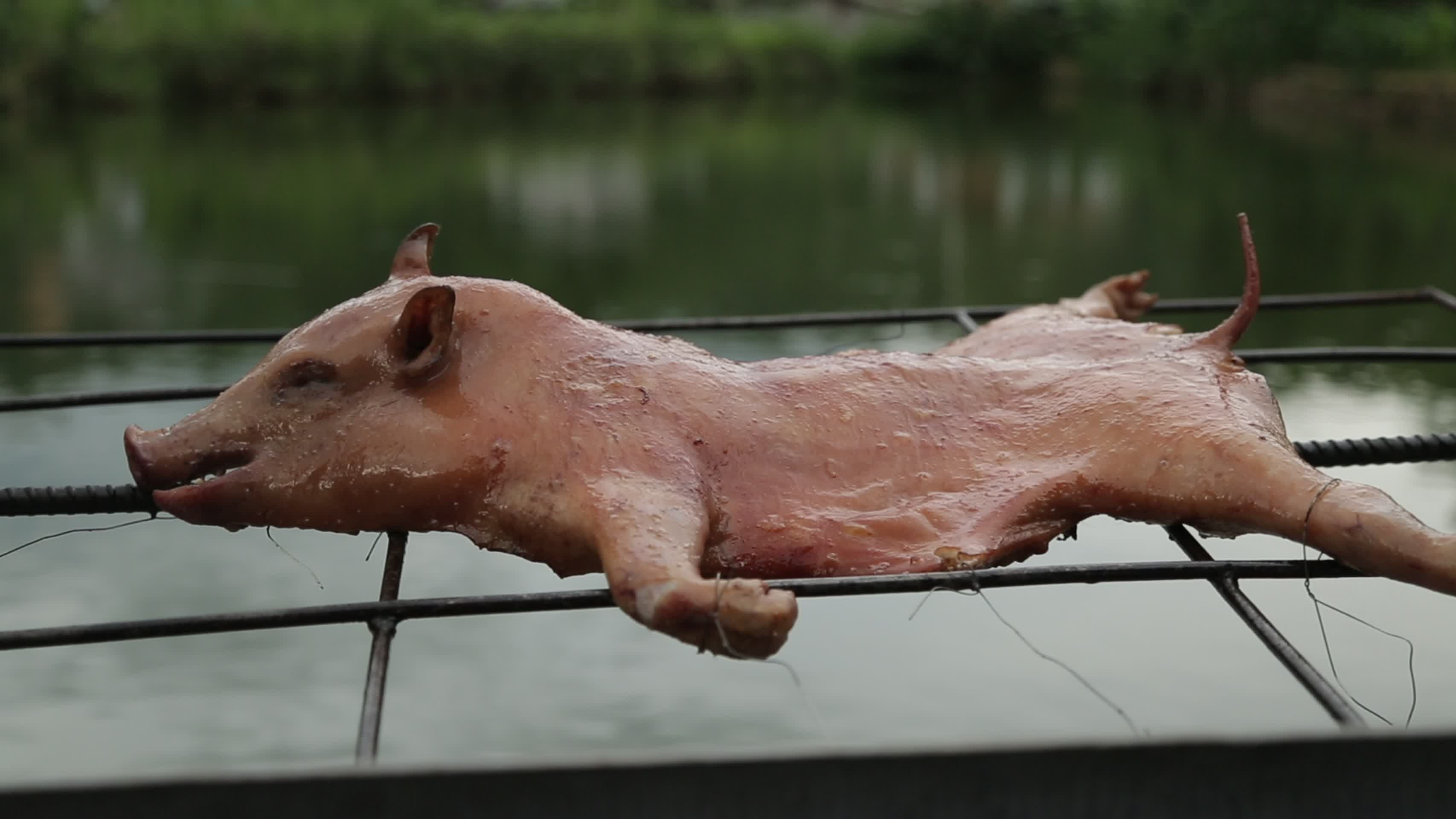 农家乐烤乳猪美食烤肉视频的预览图