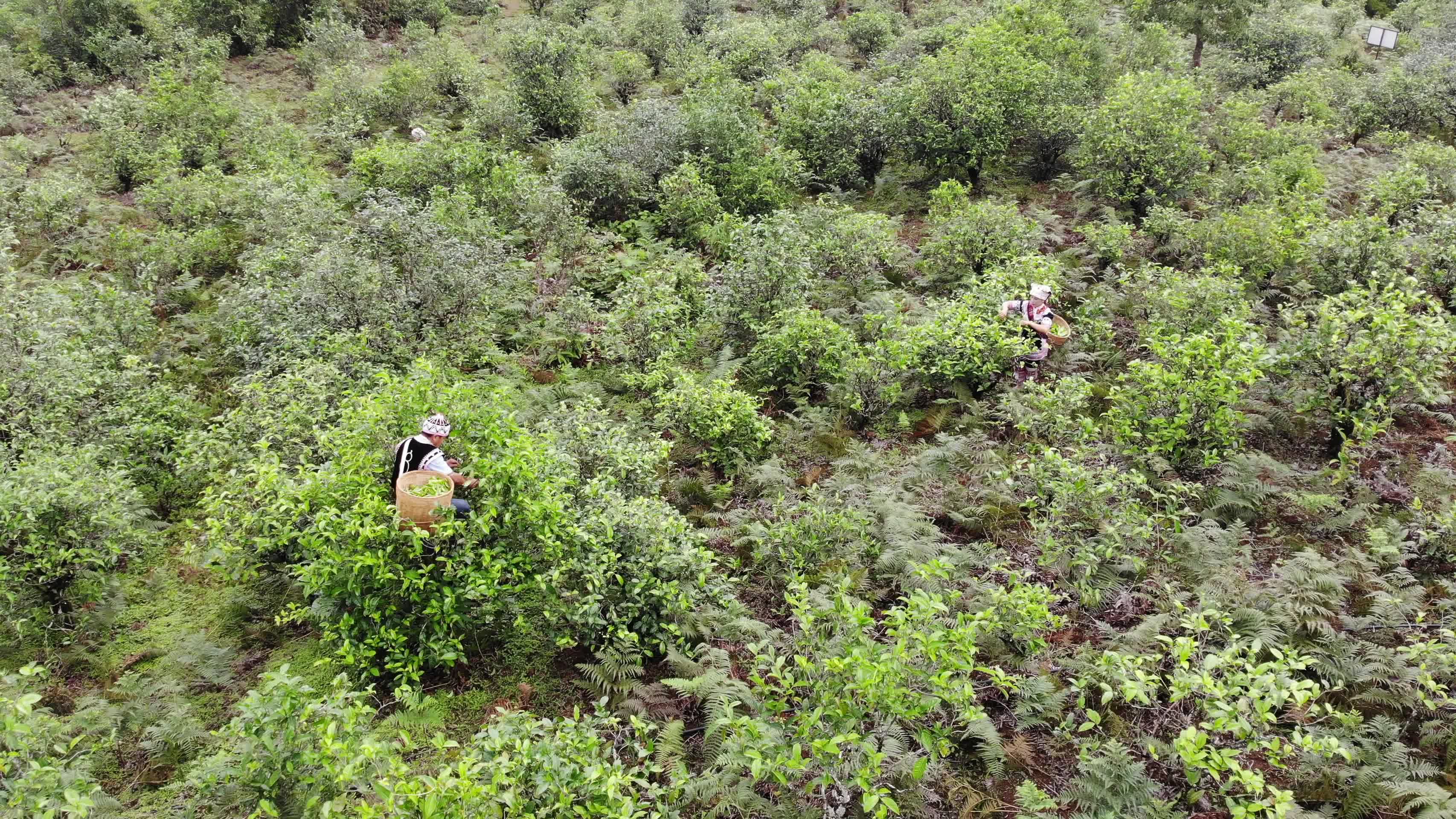 茶农在茶山上采茶航拍视频的预览图