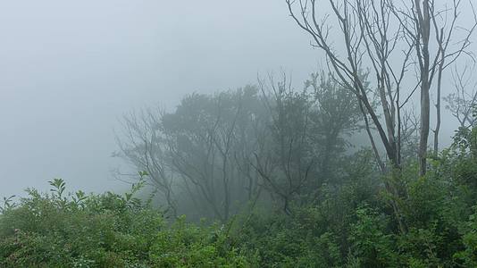 雨雾山林山顶山腰视频的预览图