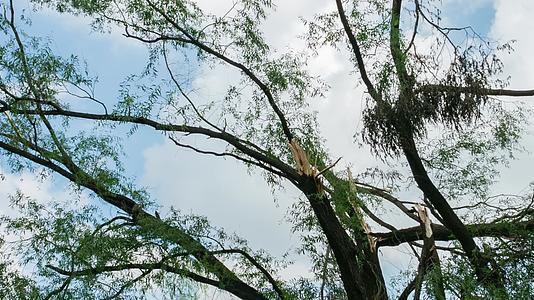 暴雨狂风折断的大树视频的预览图