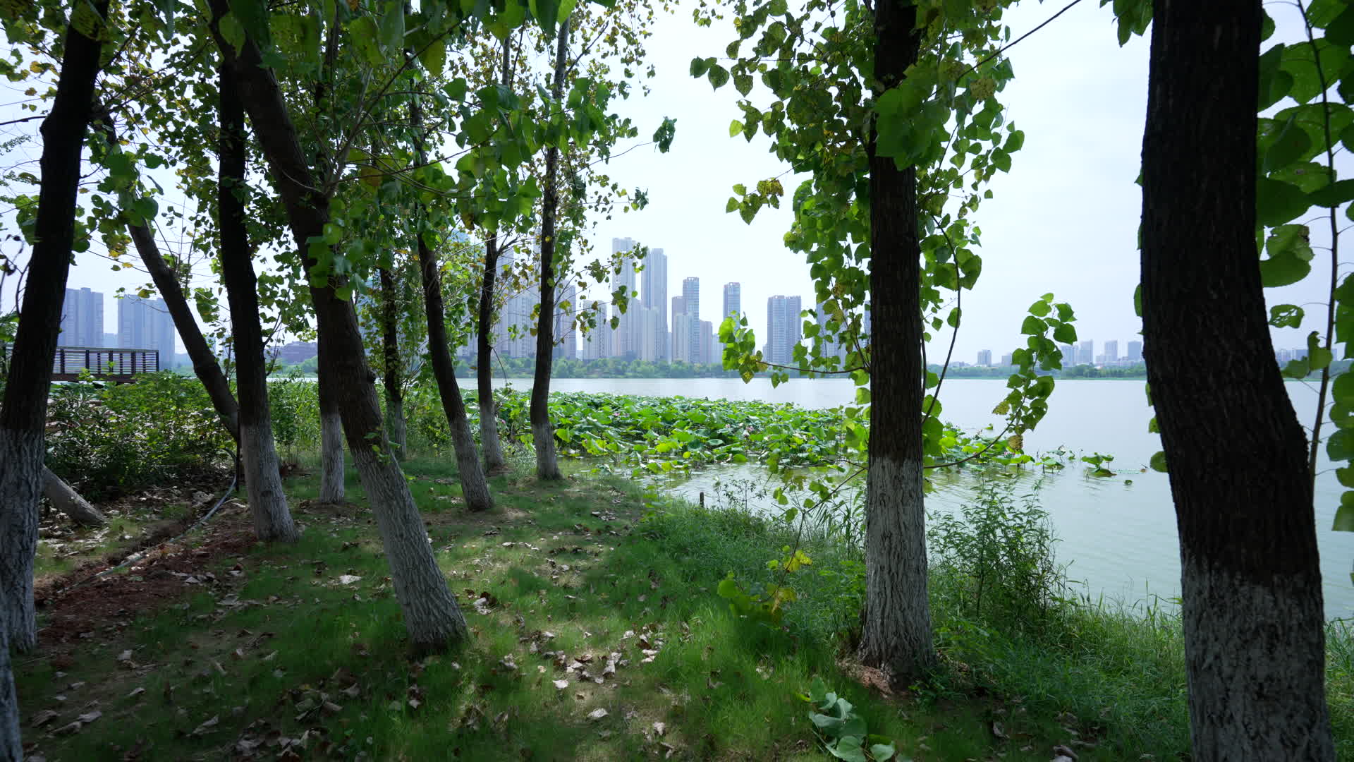 武汉汤逊湖壹号湿地公园风景视频的预览图