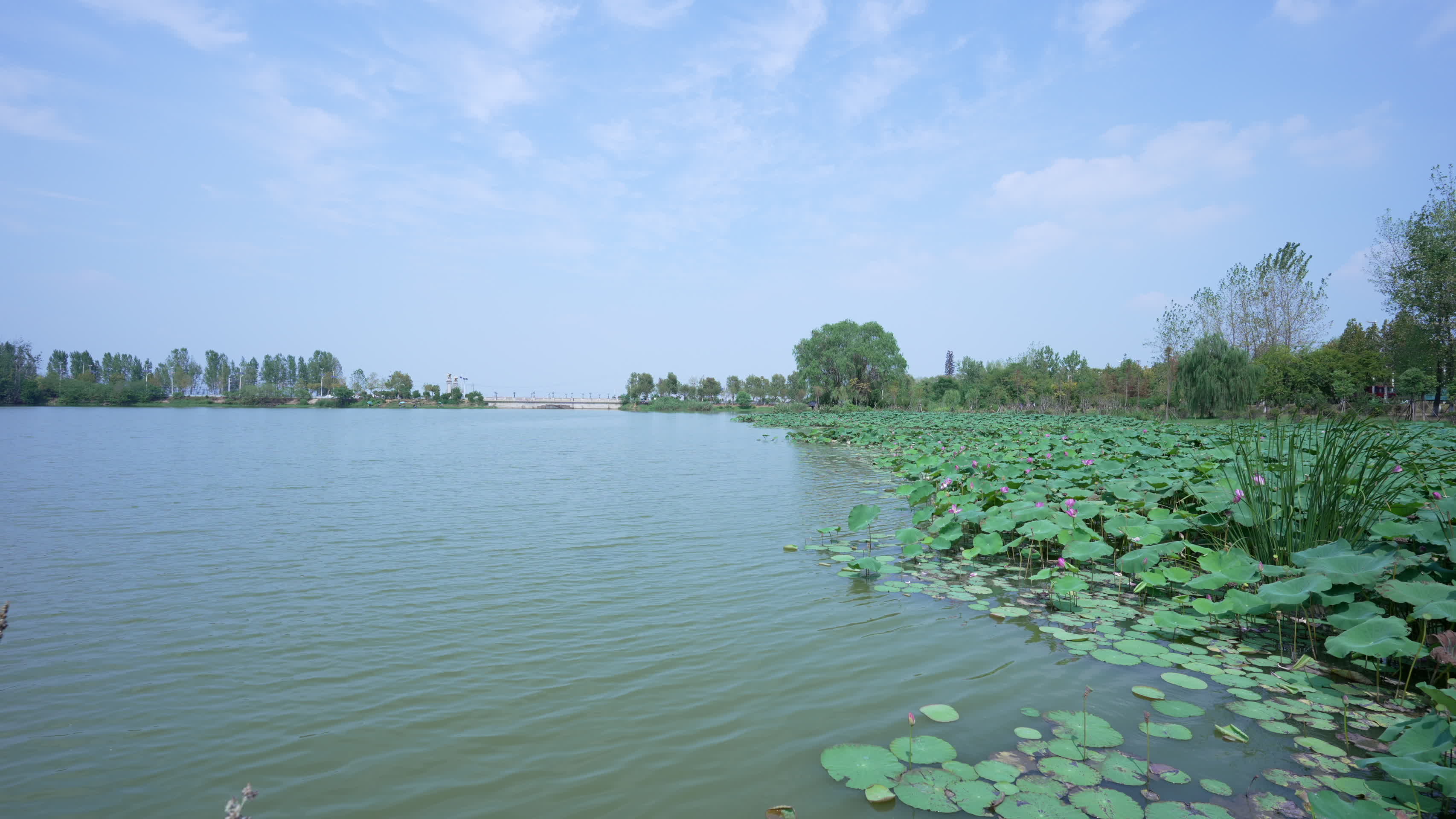 武汉汤逊湖壹号湿地公园风景视频的预览图