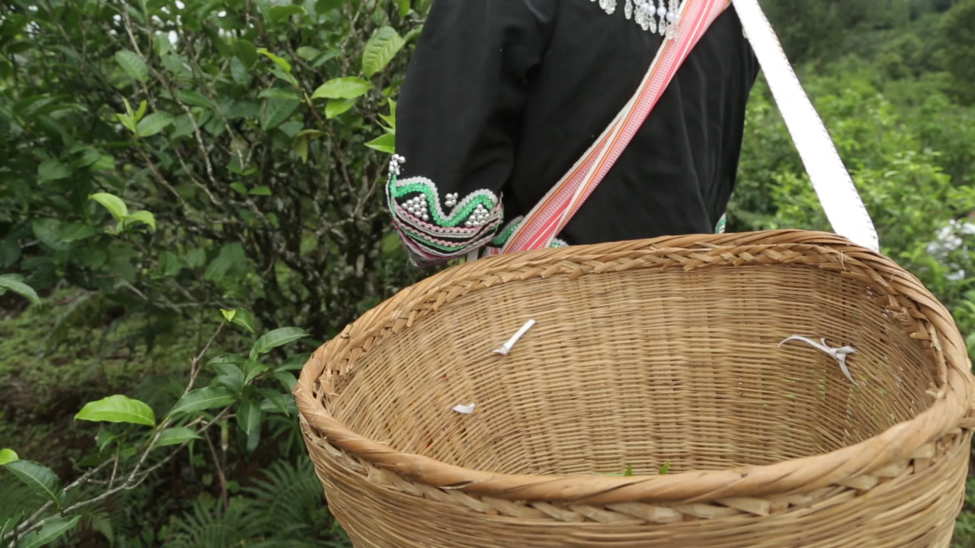 少数民族茶农茶园中采茶视频的预览图