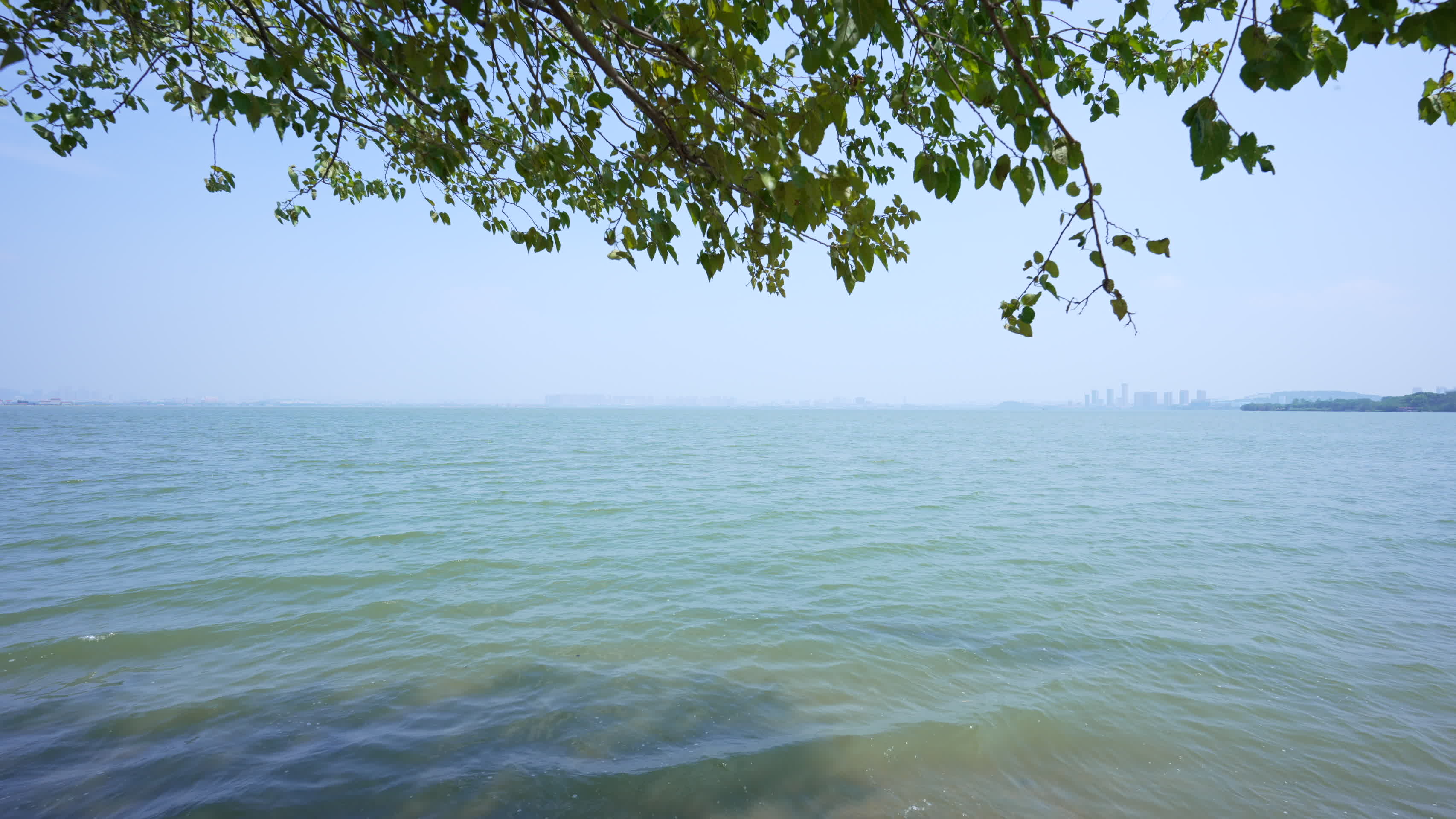 武汉悦湖公园风景视频的预览图
