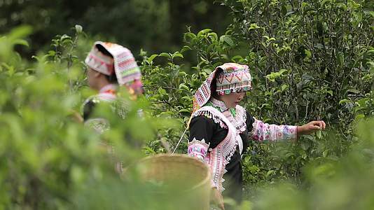 少数民族茶农茶园中采茶视频的预览图