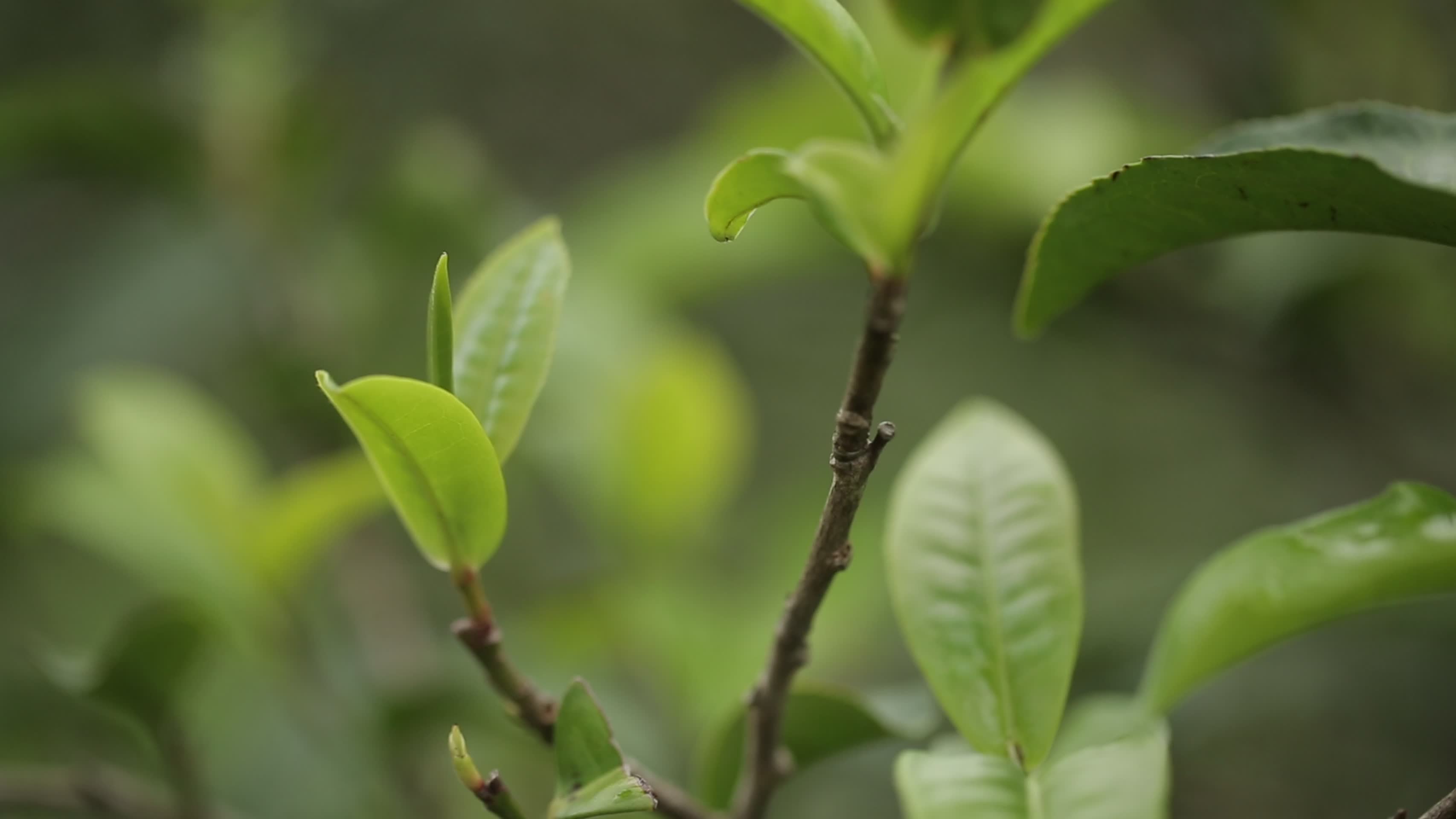 茶叶新芽一芽两叶古树茶视频的预览图