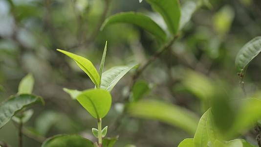 茶叶新芽一芽两叶古树茶视频的预览图