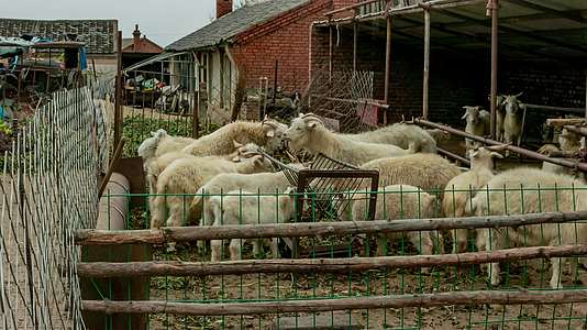 北方农村农舍院落家畜山羊吃草3k分辨率视频的预览图