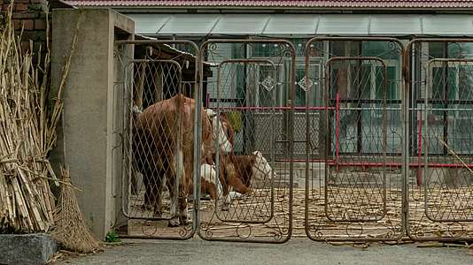 北方农村农舍院落家畜黄牛吃草3k分辨率视频的预览图