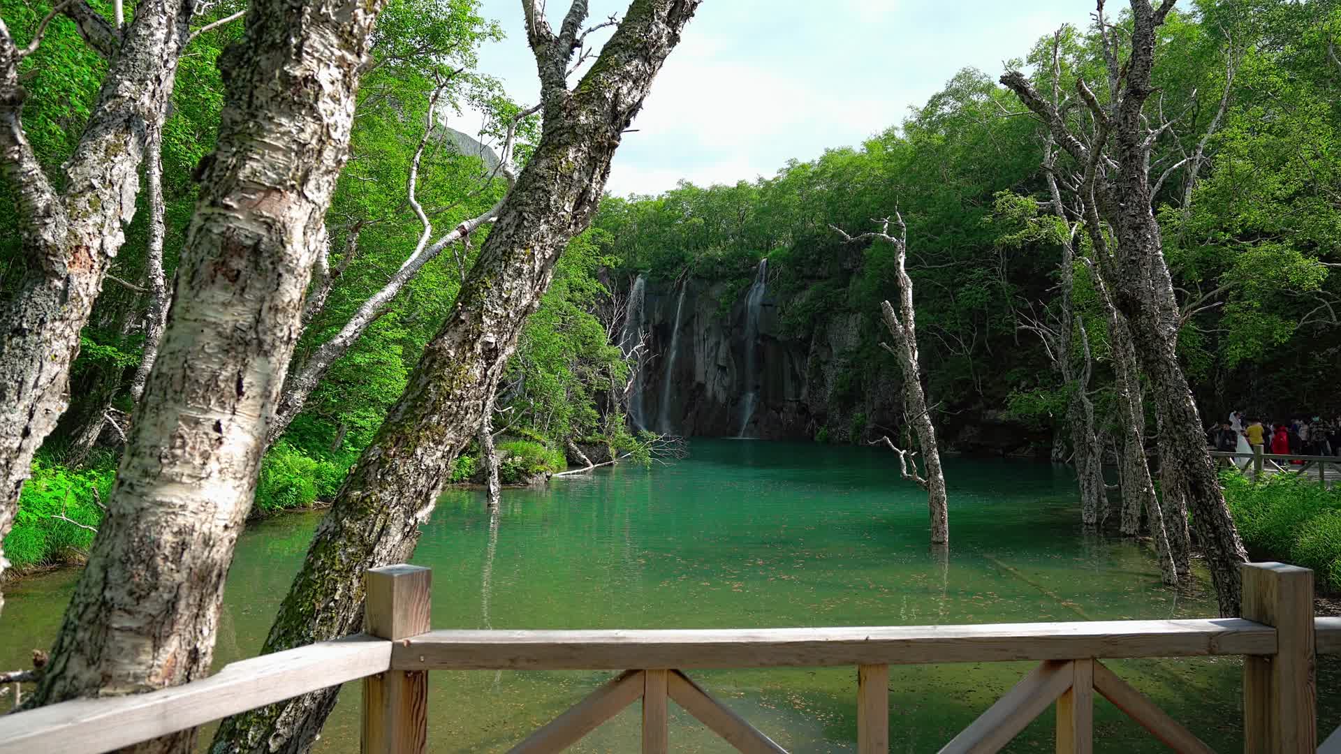 丛林中的湖泊视频的预览图