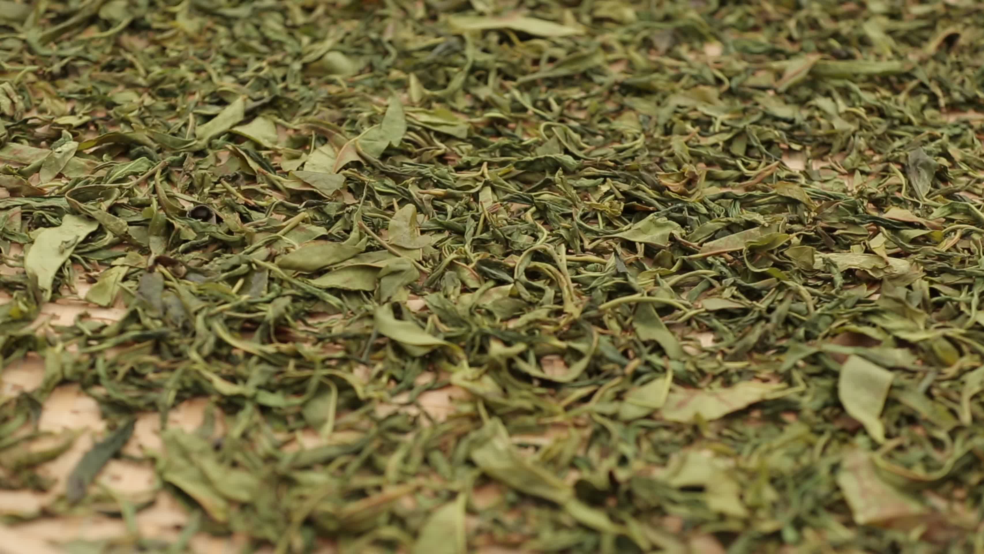 古树茶生普洱茶晾晒视频的预览图