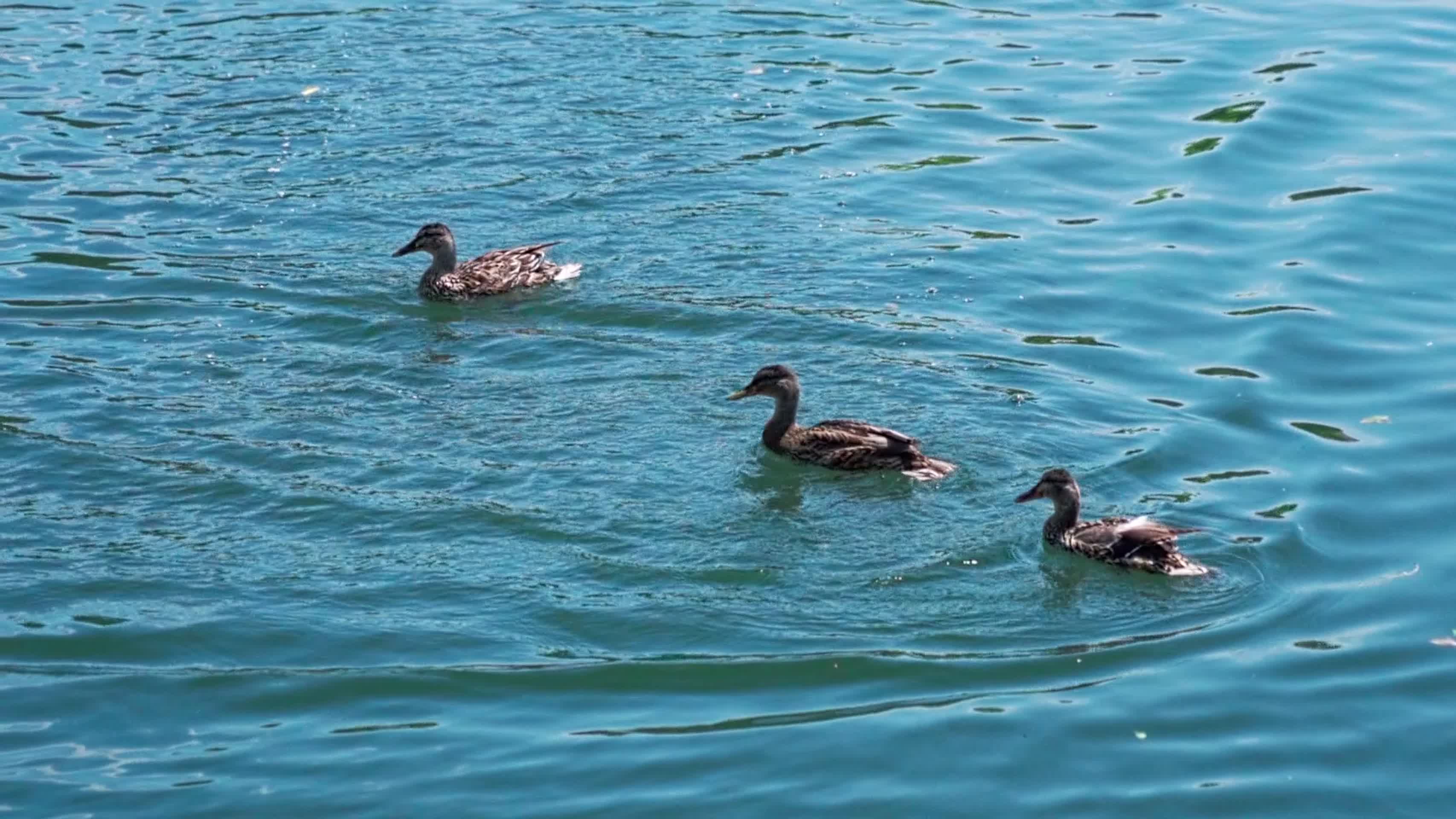 水中嬉戏的秋沙鸭视频的预览图