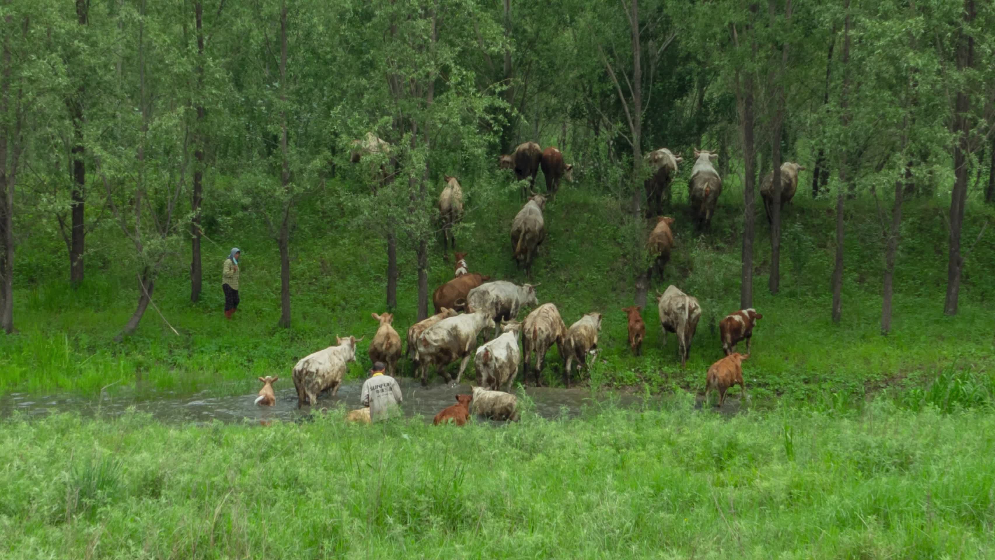 牛群过河小溪林间草地吃草视频的预览图