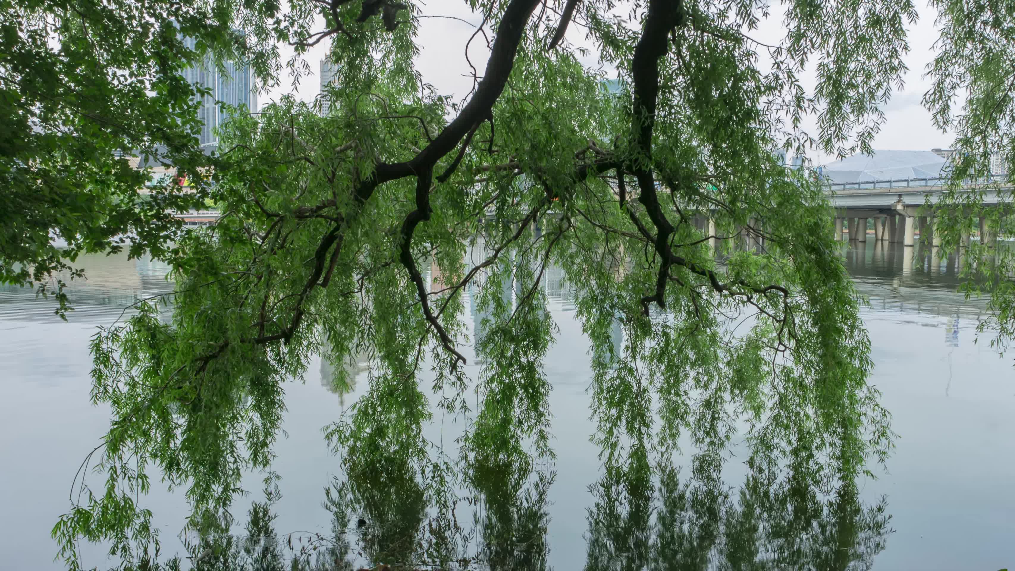 浑河雨后大柳树和k11视频的预览图