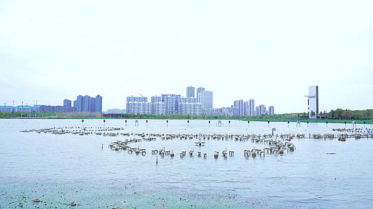 武汉江夏中央大公园风景视频的预览图