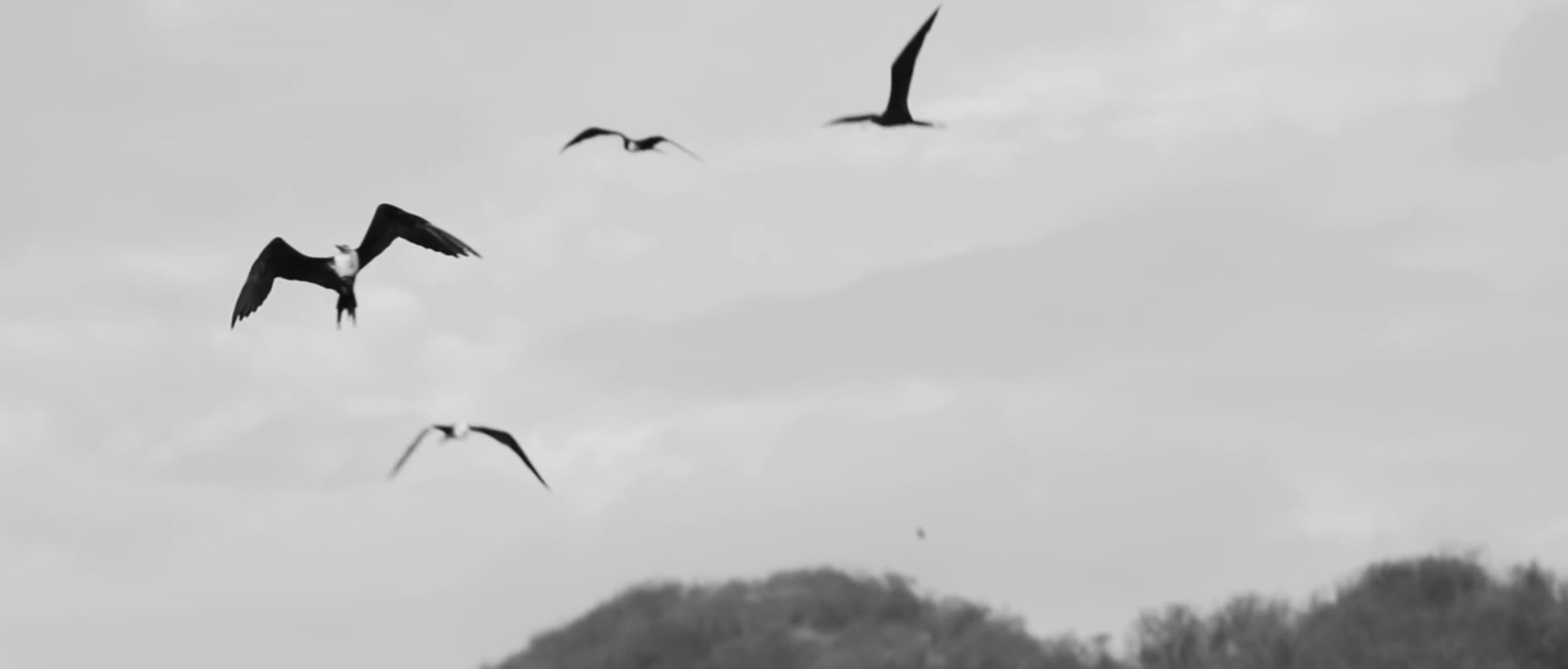 海鸥鸟类天空飞翔黑白情绪空镜视频的预览图
